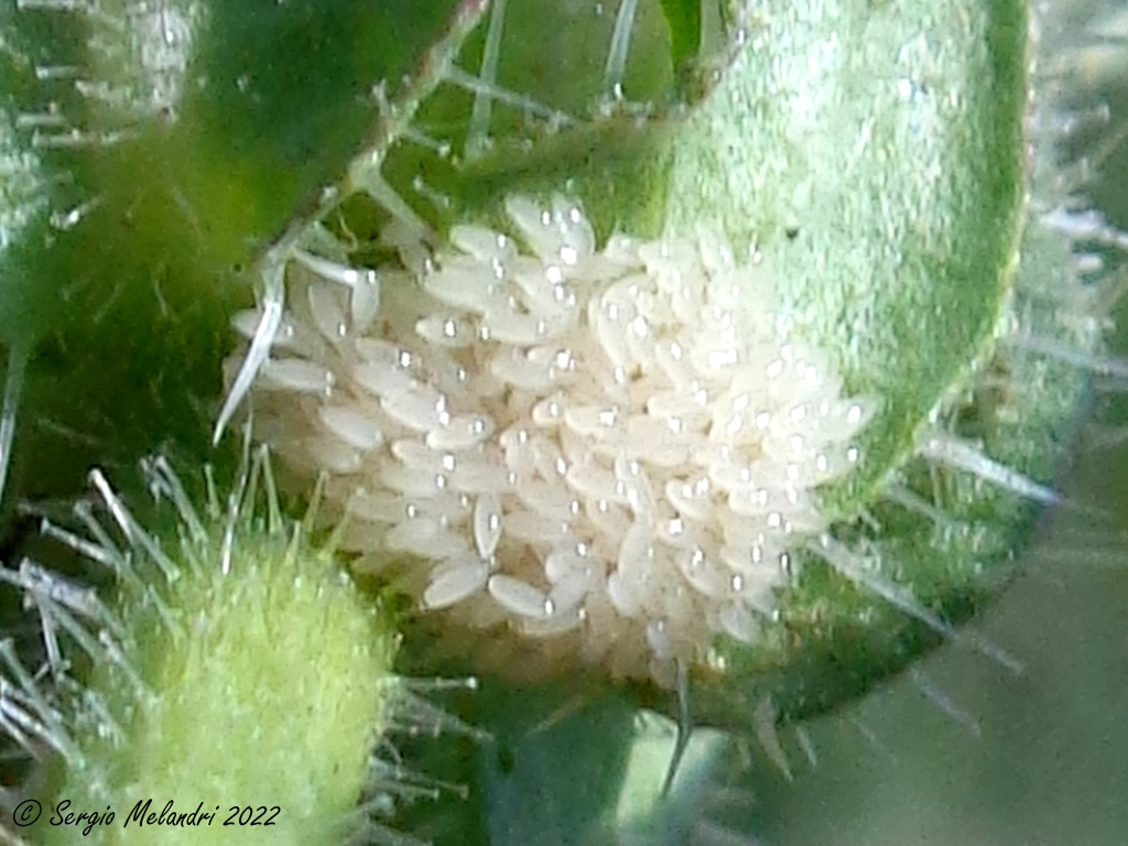 Euzonitis quadrimaculata - uova e triungulini